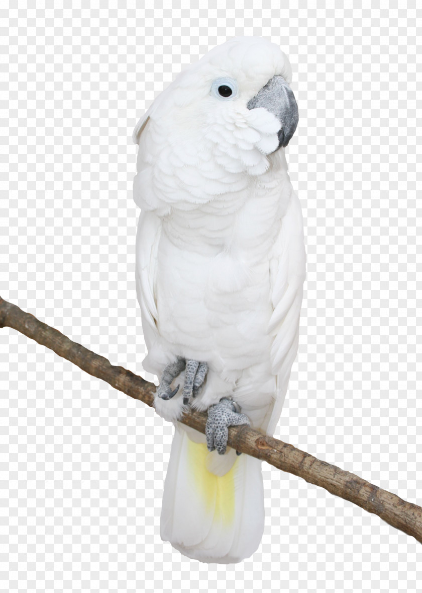 Macaw Bird Columbidae Desktop Wallpaper Cockatoo PNG