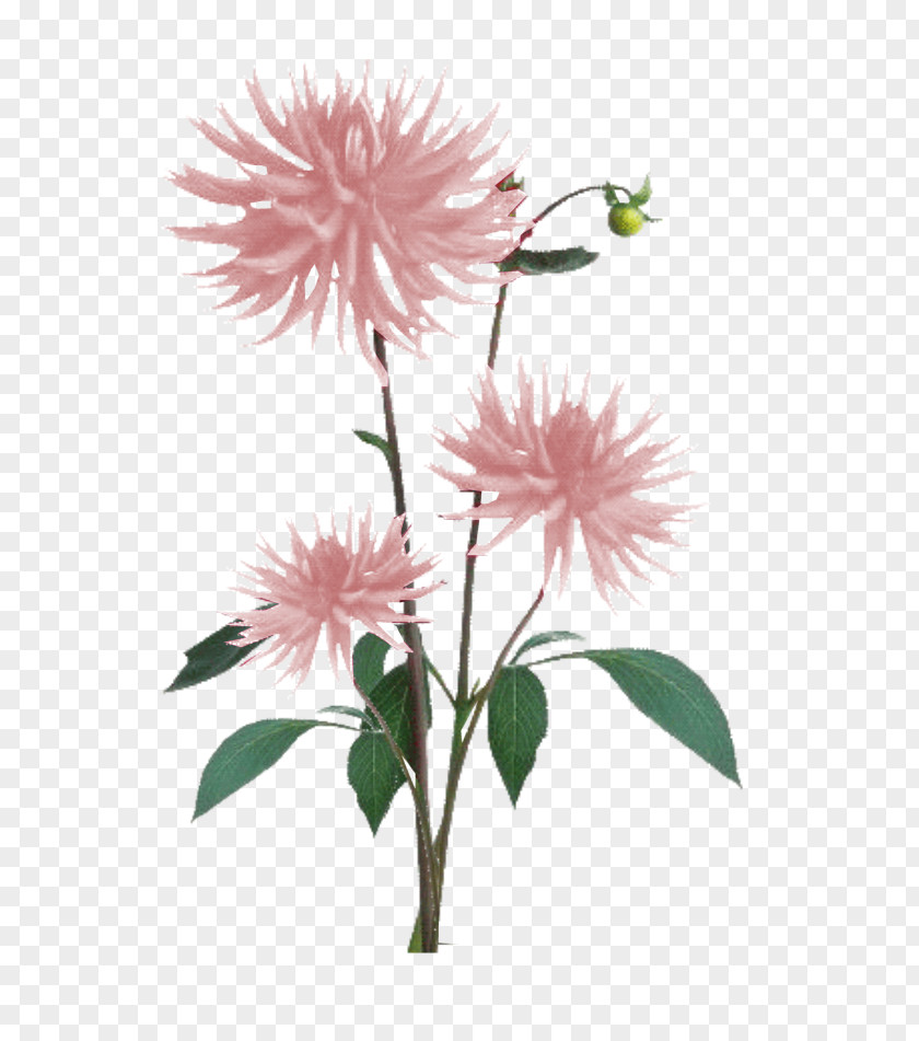Pink Light Flower Plant Dahlia Color PNG