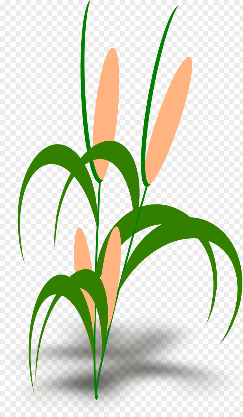 Plant Control Borders Clip Art Vector Graphics Corn PNG