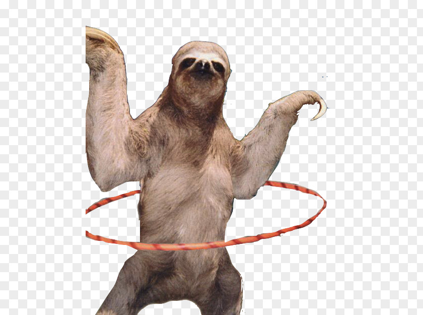 Sloth Hd Clip Art PNG