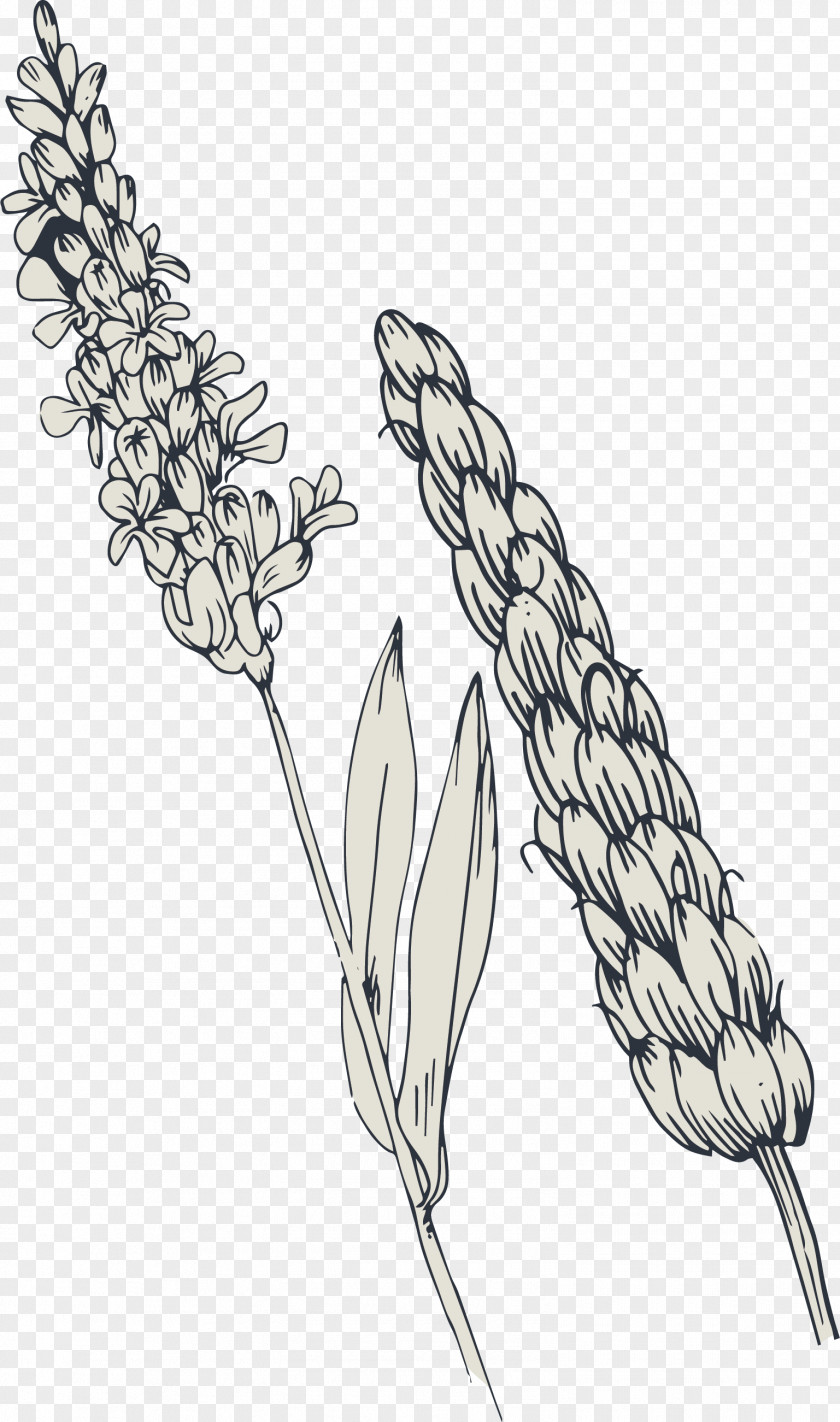 Vector Hand-painted Flowers And Wheat Adobe Illustrator PNG