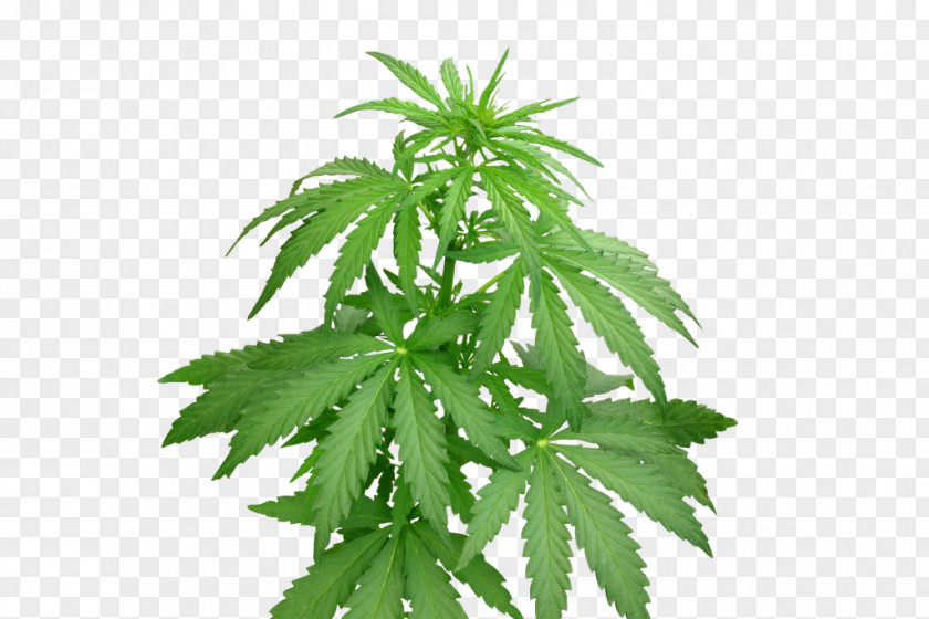 Cannabis Royalty-free Stock.xchng Stock Photography Hemp PNG