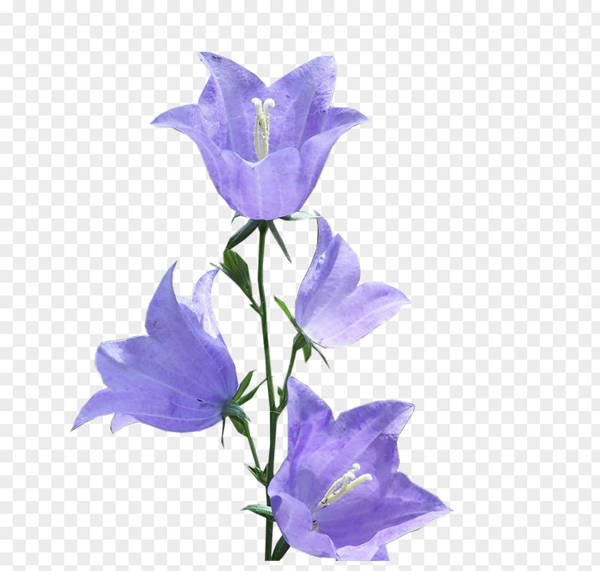 Clip Art Bellflowers Image GIF PNG