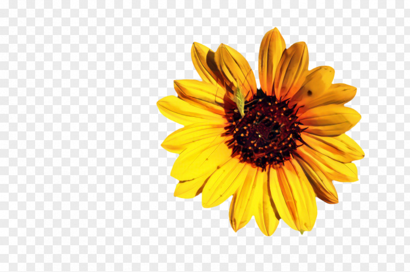 Perennial Plant Wildflower Marigold Flower PNG