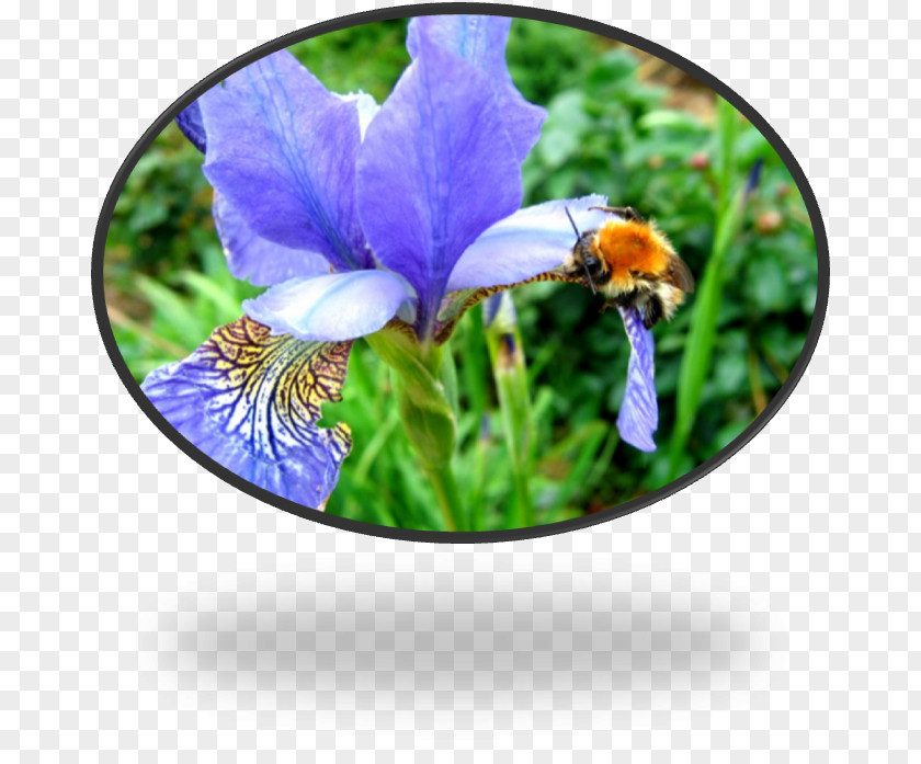 Reflet Wildflower PNG