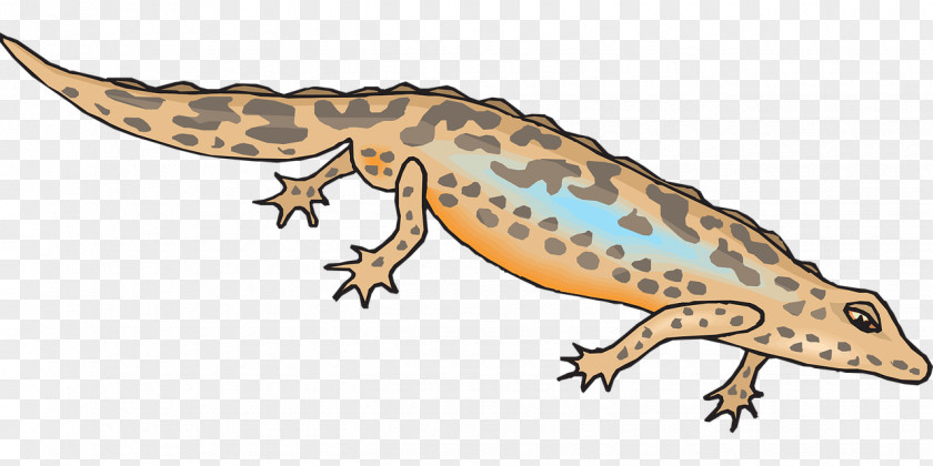 Salamander Newt Gecko Clip Art PNG