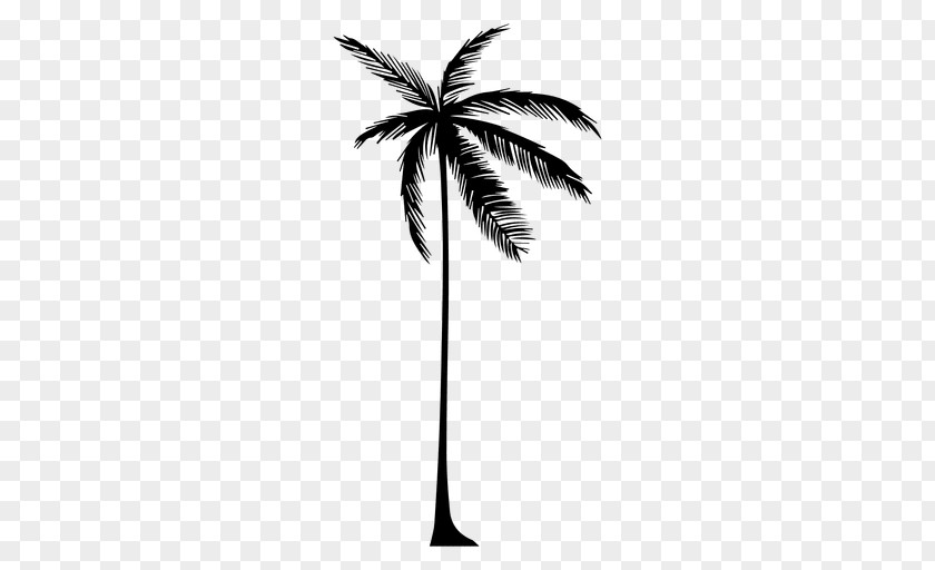 Tall Vector Arecaceae Tree Drawing Silhouette PNG