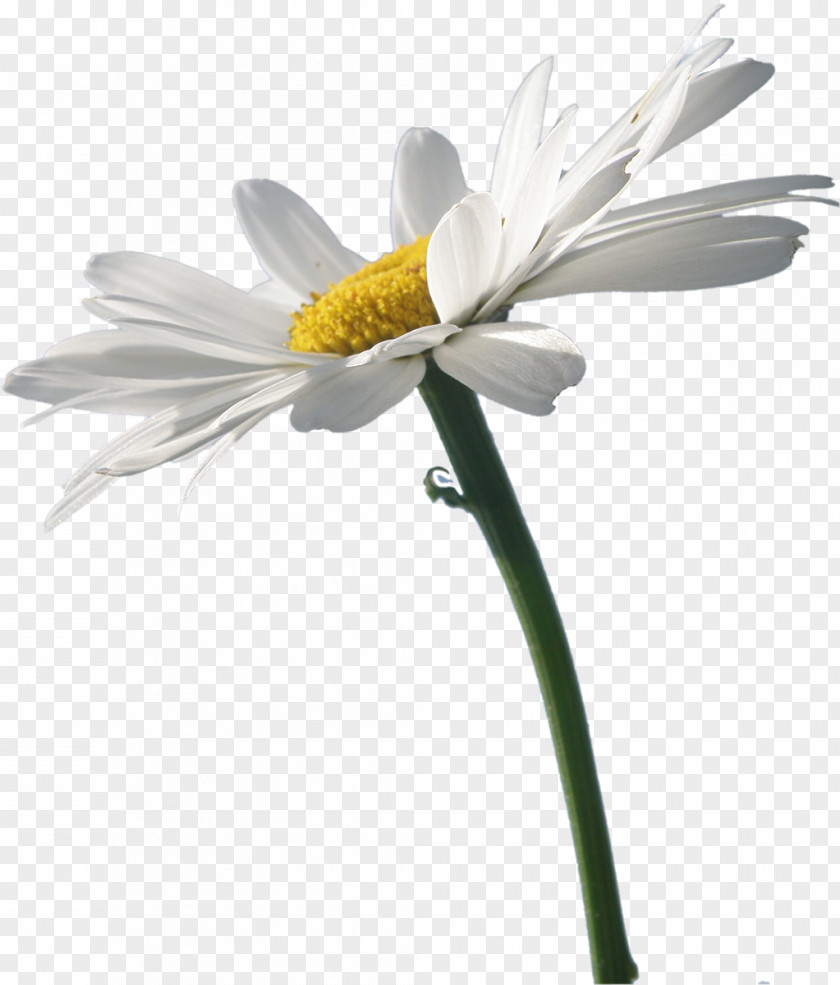 White Flowers Flower German Chamomile Clip Art PNG
