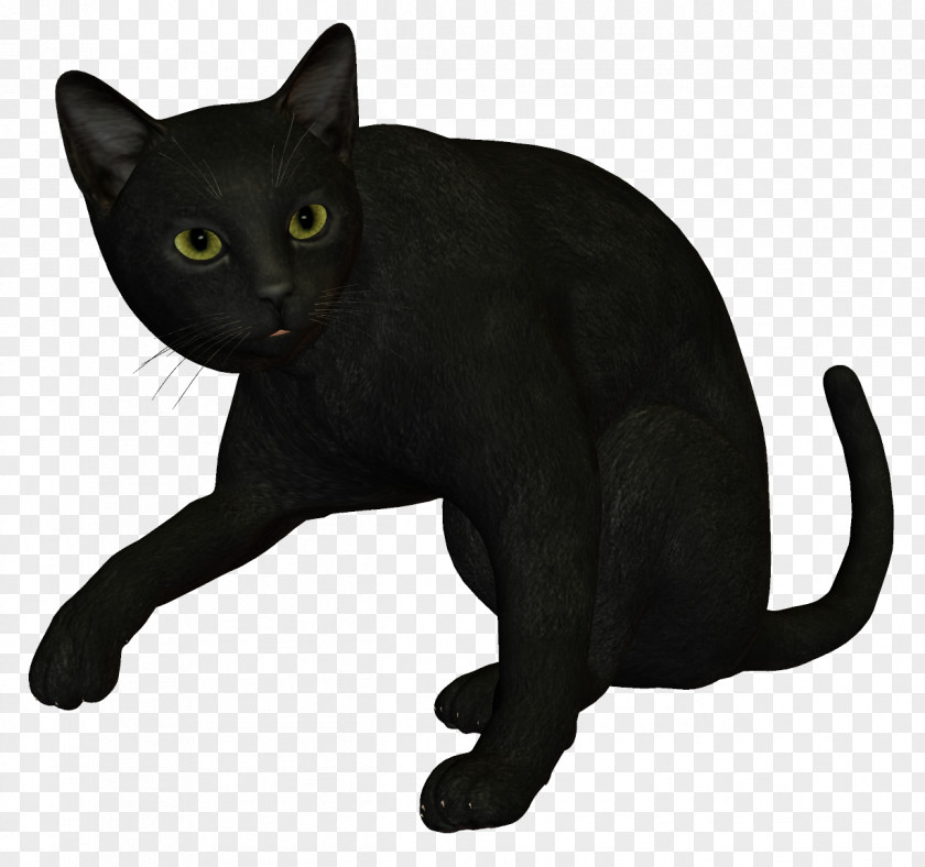 Witch Cat Bombay Burmese Korat Havana Brown Black PNG