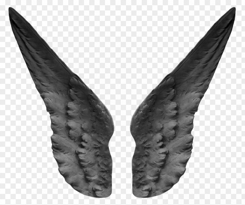 Angel Feathers Image Wing Photograph PNG