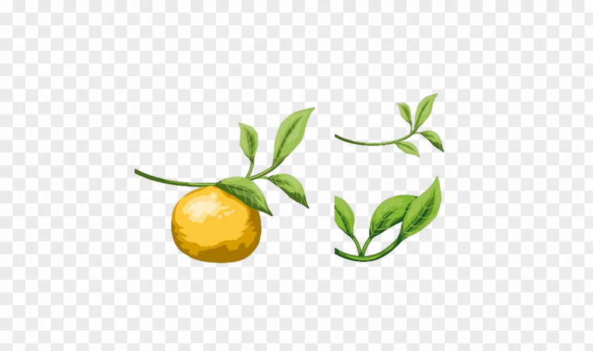 Grapefruit Leaf Material Lemon Pomelo Tangerine Orange PNG