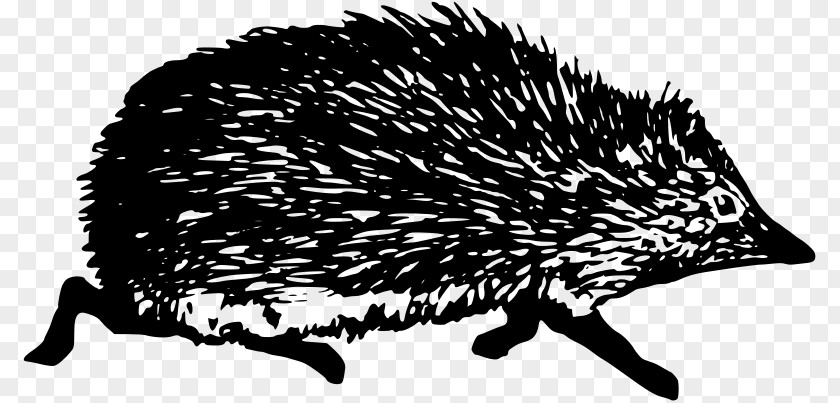 Hedgehog Drawing European Domesticated Clip Art PNG