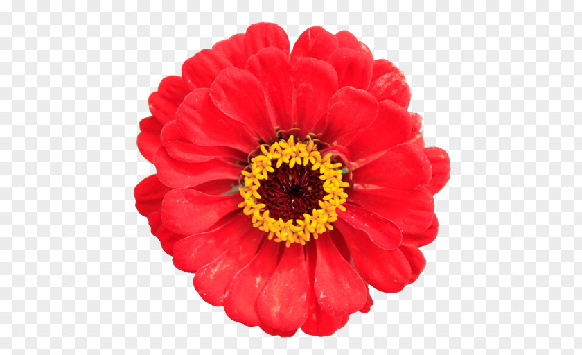 Red Flower Desktop Wallpaper Stock Photography Clip Art PNG