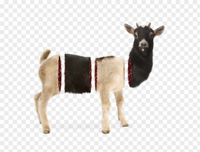 Riotous Goat Cattle Reindeer Animal PNG