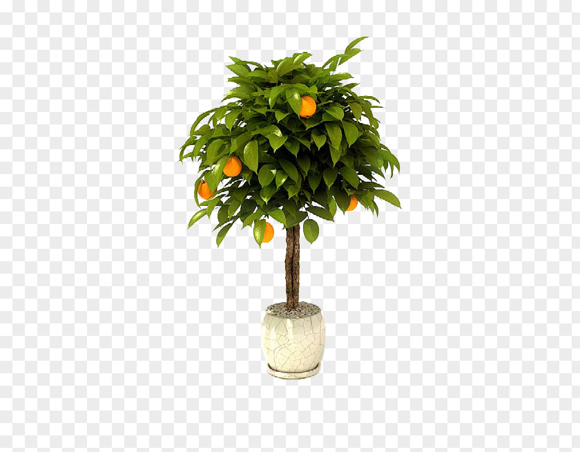 Tree Bonsai Citrus × Sinensis Lemon Garden PNG