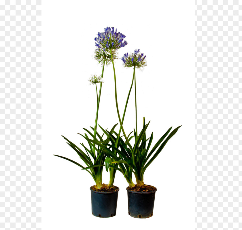 Aquifolium Vivai Cantatore Plant Lily Of The Nile Cut Flowers PNG
