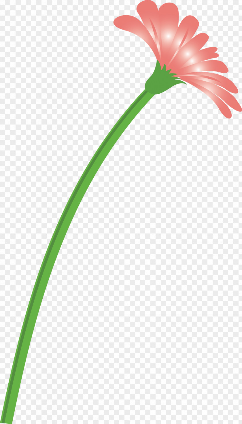 Dandelion Flower PNG