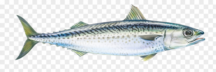 Fish Sardine Mackerel Products Anchovy PNG