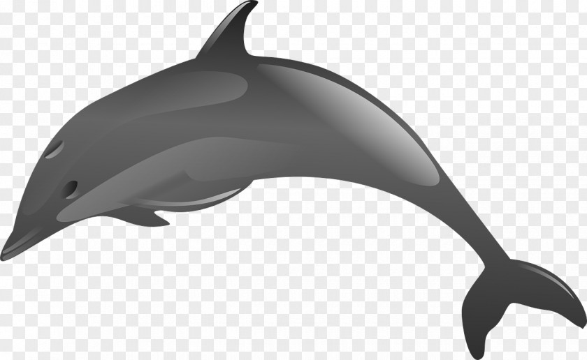 Jumping Dolphins Spinner Dolphin Clip Art PNG