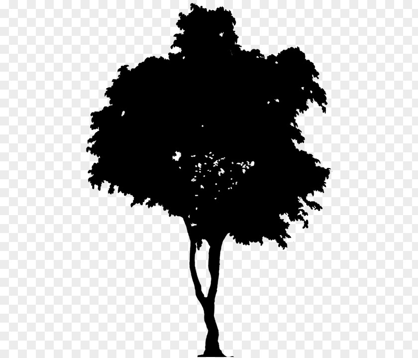 Silhouette Vector Graphics Clip Art Tree PNG