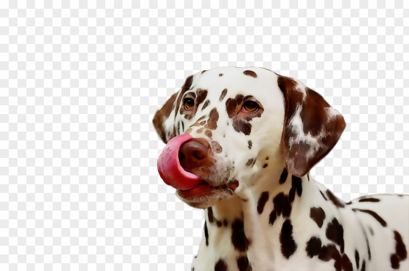 Dalmatian Pug Havanese Dog Puppy Non-sporting Group PNG