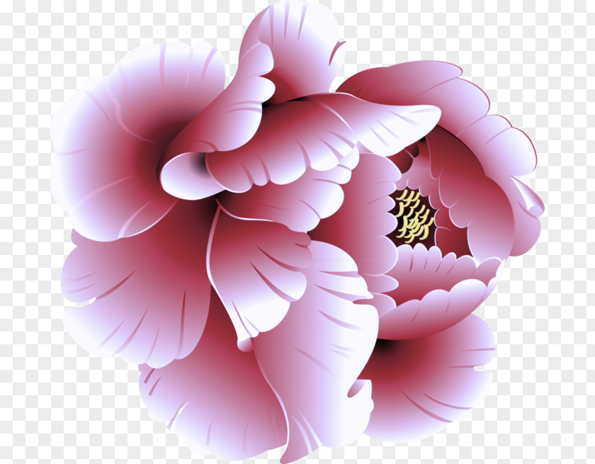 Flowering Plant Chinese Peony Pink Petal Flower PNG