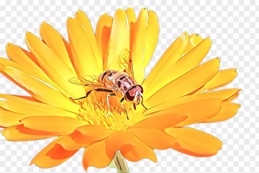 Gerbera Hoverfly Marigold Flower PNG