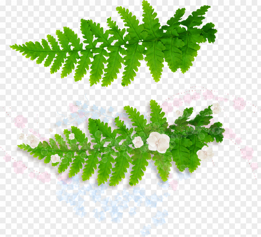 Green Leaves Leaf Fern Vascular Plant Burknar PNG