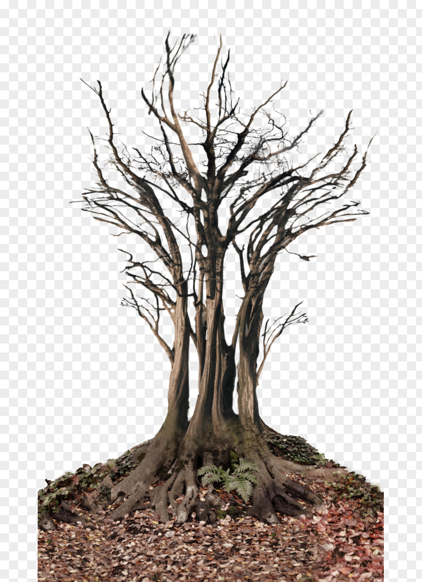 Landscape Tree Snag Root Clip Art PNG