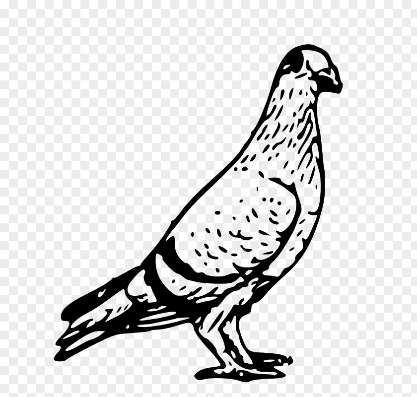 Public Domain Line Art Homing Pigeon Columbidae Bird Release Dove Clip PNG