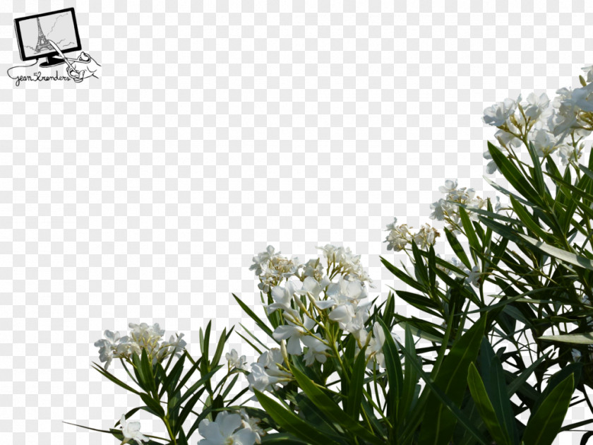 Wild Flowers Flower Desktop Wallpaper PNG