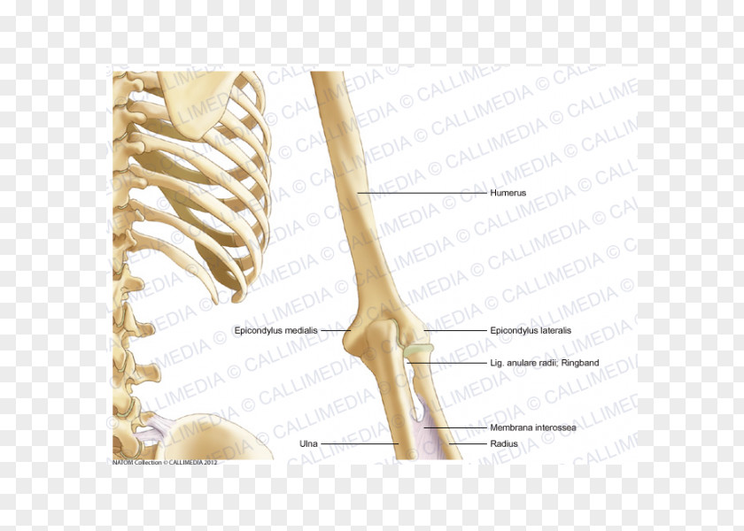 Arm Bone Human Anatomy Coronal Plane PNG
