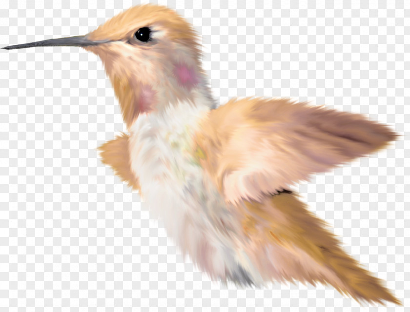 Bird Beak Kingfisher PNG