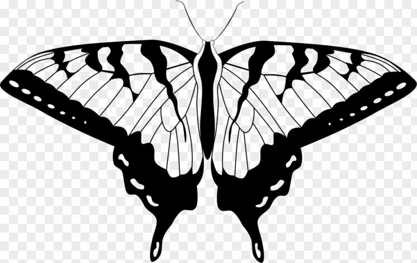 Butterfly Clip Art PNG