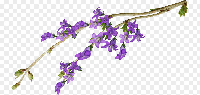 Flower Cut Flowers Violet Purple Mauve PNG