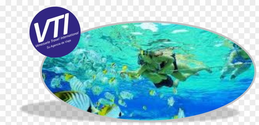 Full Moon Day Of Thadingyut Tulamben Sharm El Sheikh Snorkeling Scuba Diving USAT Liberty PNG