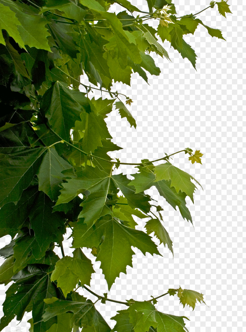 Leaf Clip Art PNG