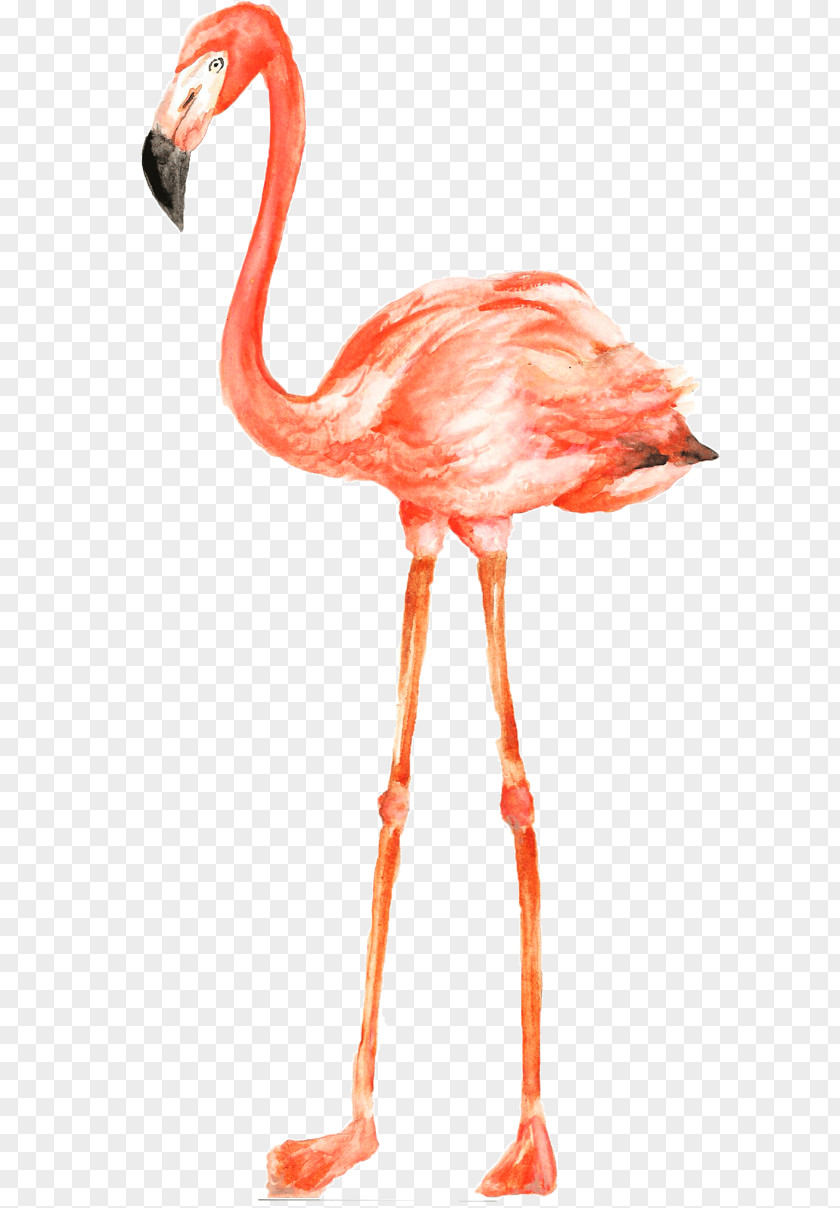 Muscle Neck Flamingo PNG