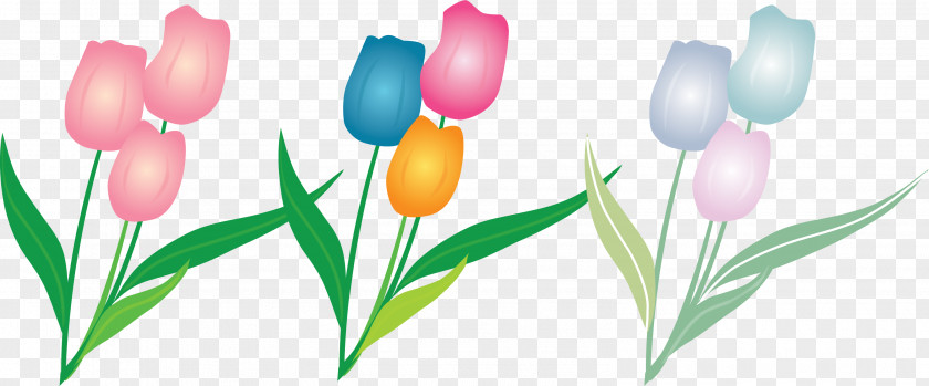 Tulip Cut Flowers PNG