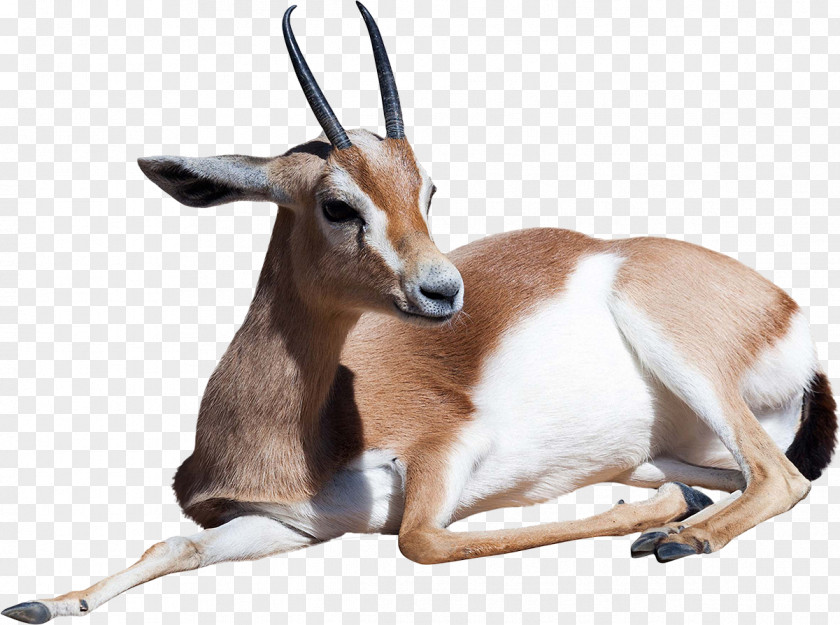 Gazelle Dorcas Antelope Stock Photography Thomson's PNG