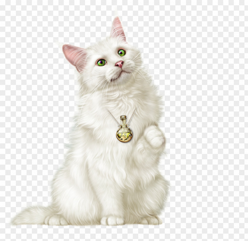 Kitten Whiskers Turkish Van Angora Asian Semi-longhair PNG