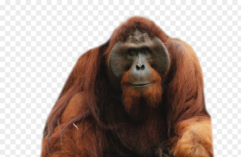 Orangutan Bornean Borneo Chimpanzee Gorilla Sumatran PNG