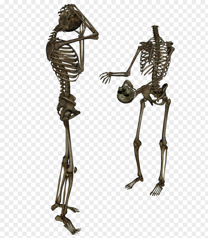 Trade Human Skeleton Transparency And Translucency Clip Art PNG