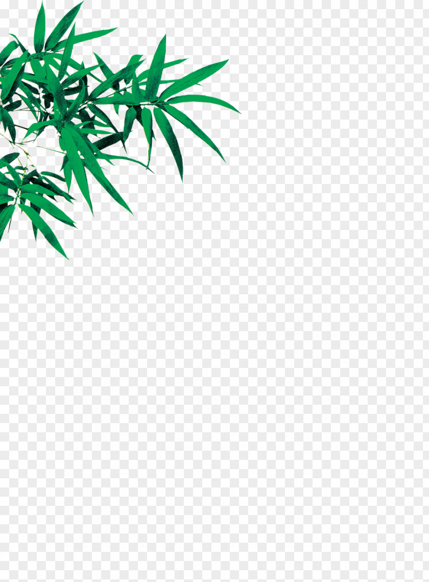 Bamboo Leaves Leaf Euclidean Vector PNG