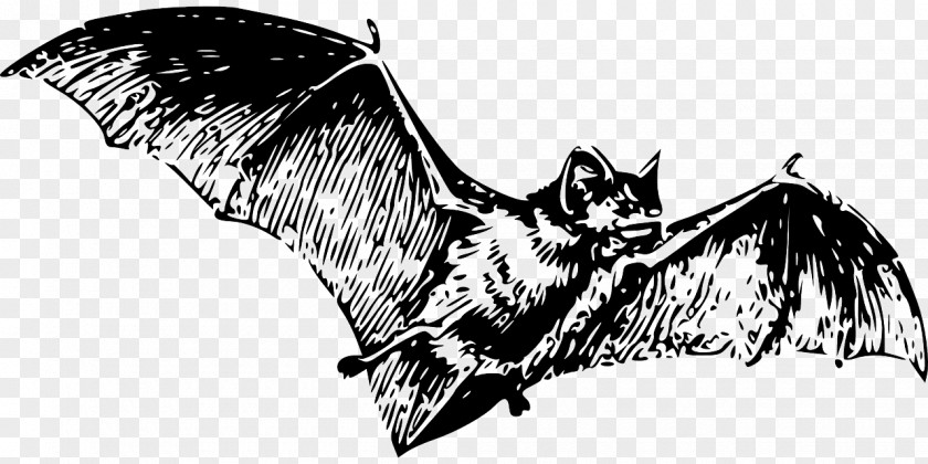 Black Bat Vampire Illustration PNG