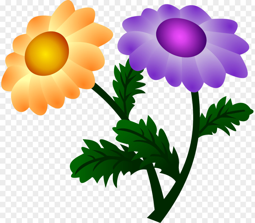 Chrysanthemum Flower Clip Art PNG