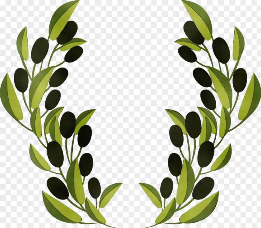 Grass Branch Leaf Green Plant Olive Clip Art PNG