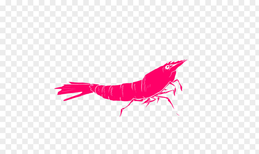 Insect Decapoda Pink M Close-up Font PNG