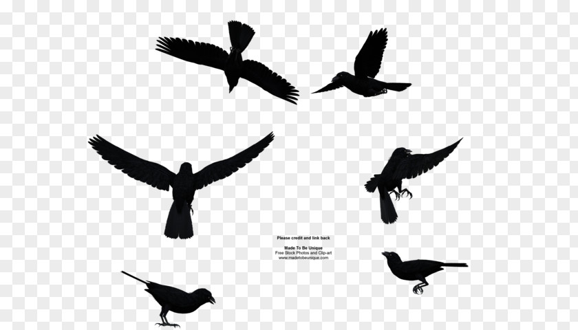 Raven Bird File Flight Common Clip Art PNG
