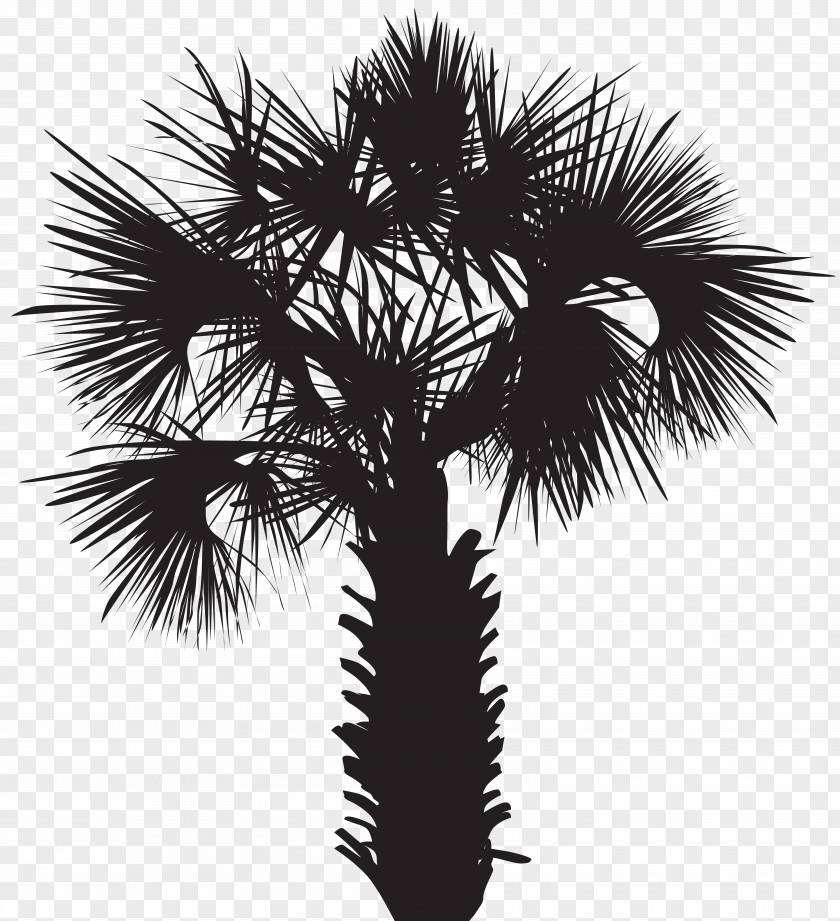 Tree Silhouette Arecaceae Drawing PNG